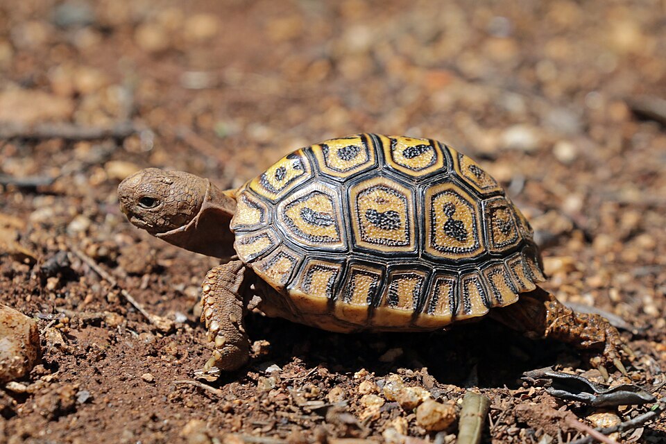 ヒョウモンガメ