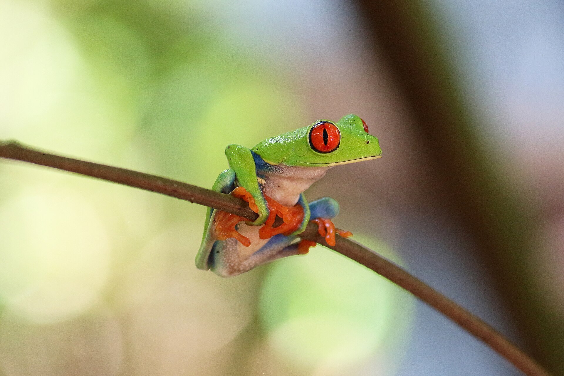 アカメアマガエル